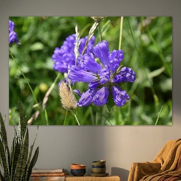 Purple flowers by Erik Buitenhuis