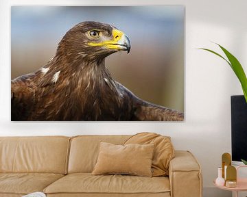 Steppe eagle sur Pim Leijen