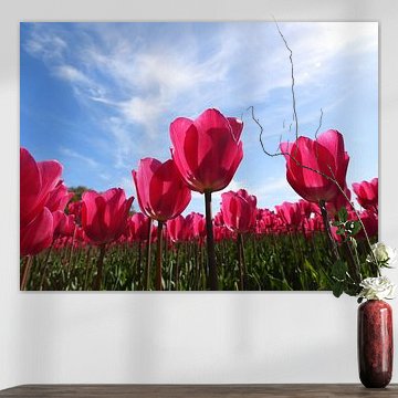Tulpen