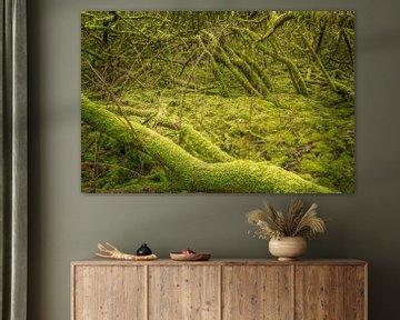 Moss forest #2 by Xander Haenen