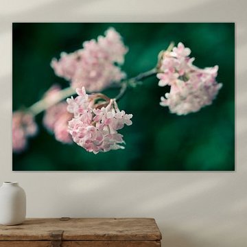Rosa Schneeballblüte