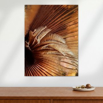 Sabella pavonina by Enak Cortebeeck