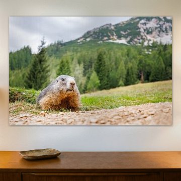 Alpine marmot