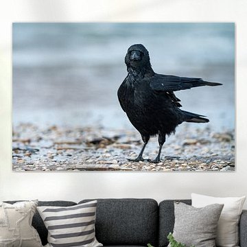 Schwarze Krähe am Strand