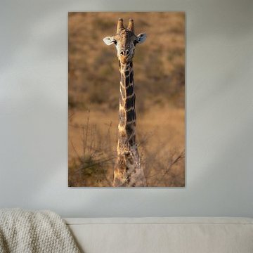 Giraffe auf der Lauer