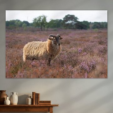 Ein Schaf mit Hörnern aus der Schafherde des Naturschutzgebiets „Het Goois“