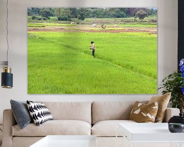 Cambodia - rice fields by Jolanda van Eek en Ron de Jong