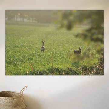 roe deer