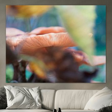 Mushroom in the woods