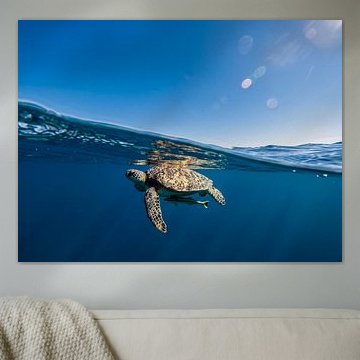 Zeeschildpad met een scheepsanker vlak onder het wateroppervlak