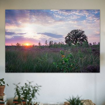Kalmthout Heath – Blooming Heather at Sunset