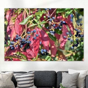 Bläulich-schwarze Beeren an rotem, wildem Wein