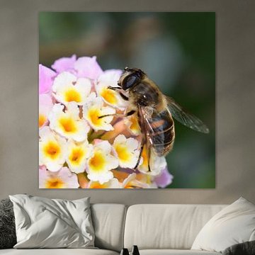 Abeille aveugle
