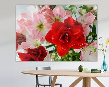 amaryllis flowers in red and light pink