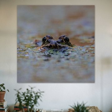 Hello, here I am, I’m a frog....