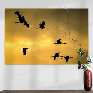 Kraniche, die während des Herbstzuges durch die Luft fliegen von Sjoerd van der Wal Fotografie