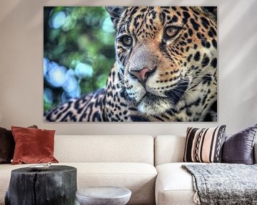 Jaguar portret 