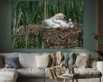 Zwaan op nest met  jongen   van Elise Daanen