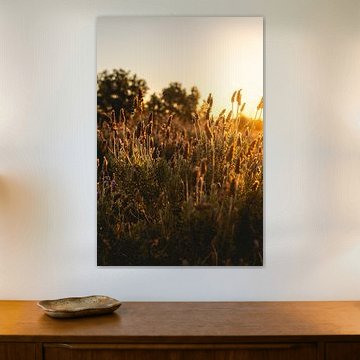 Lavendel im Abendlicht von Bas de Glopper