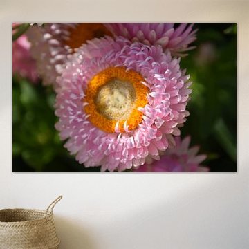 Strobloem