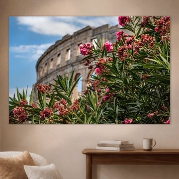 Oleander in bloom at the Roman amphitheatre by CA Photos