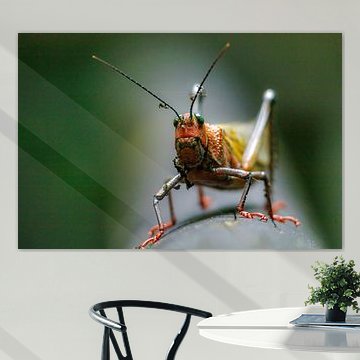 Costa Rica – wo Natur, Abenteuer und pure Schönheit aufeinander treffen