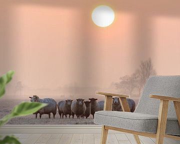 Een kudde schapen tijdens zonsopkomst van Stephan Neven