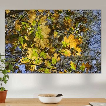 Herbstblätter in allen Farben von Robbert van der Meer