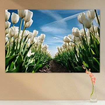 Weiße Tulpen von Marvin Schweer