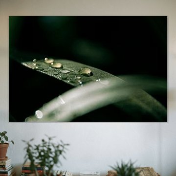 Tautropfen von Julia Fritsche