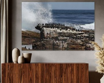 Aalscholvers nabij Kaappunt Zuid-Afrika van Jan Roodzand