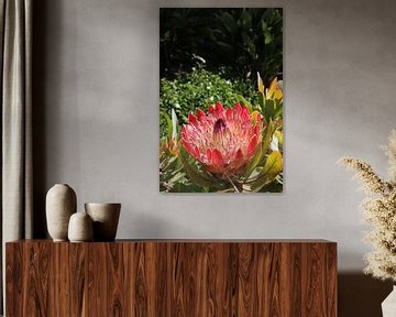 Protea, nationale bloem van Zuid-Afrika