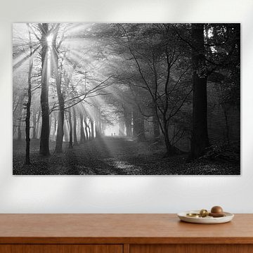 light show shines through the trees