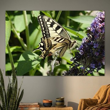 Schwalbenschwanz an violettem Sommerflieder von Feel&Capture Photography