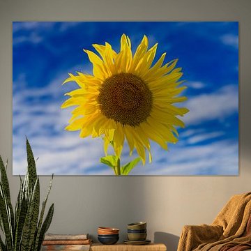Ein Hauch von Sommer von artpictures.de