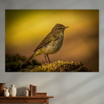 Golden Silence – A moment of tranquillity in nature