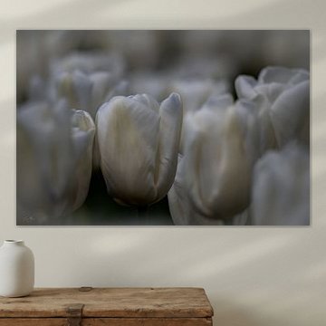 Tulpen im verträumten Licht von Egon Jansen Fotografie