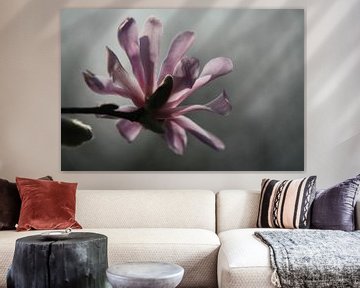 Magnolia in het ochtendlicht van Jan Piet Hartman