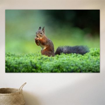 Eichhörnchen