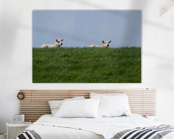 Lammetjes op de dijk bij Wierum, Lente in Friesland by Tim Groeneveld