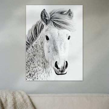 Poney à la crinière au vent – Art équestre noir et blanc sur StudioRemier