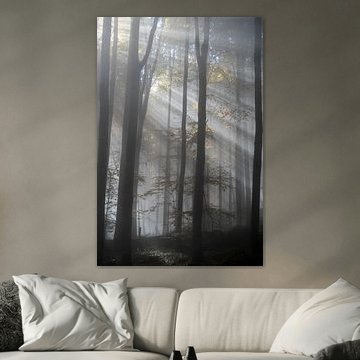 The Radiance of the Forest