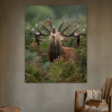 Red deer amongst the ferns by Dick van Duijn
