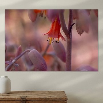 Kalanchoe fedtschenkoi (2) von Heidi van den Bogaard