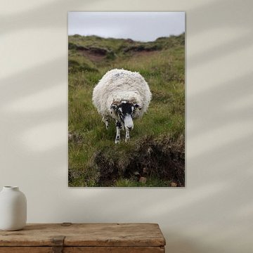 Mouton sur l'île de Skye