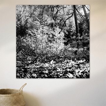 Bos Holterberg begin herfst van Pieter Muller
