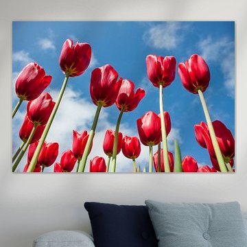 Tulpen 