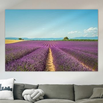 Blühende Lavendelfelder auf dem Plateau de Valensole in der Provence, Frankreich