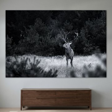 Rotwild – Der König des dunklen Waldes von Friso Schinkel