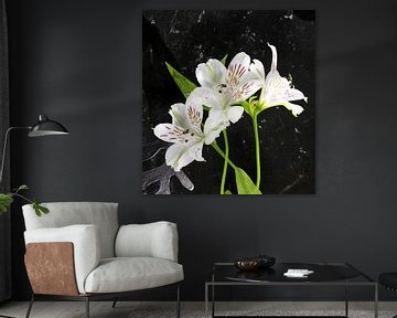 white alstroemeria flowers  sur ChrisWillemsen